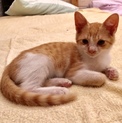 子猫里親募集 茶トラ オス 生後3〜4ヶ月