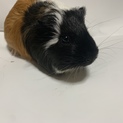長毛♀モルモット