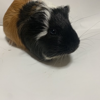 長毛♀モルモット