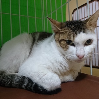 1歳前後の男子です