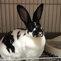 うさぎ里親募集