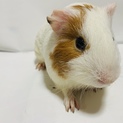 モルモット短毛♂2月22日生まれ  