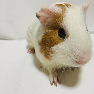 モルモット短毛♂2月22日生まれ  