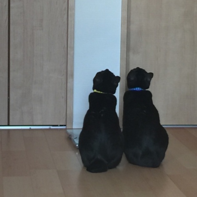 チョコちーちゃんのカバー写真