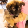 子犬ちゃんの里親募集中 サムネイル2