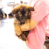 子犬ちゃんの里親募集中 サムネイル3