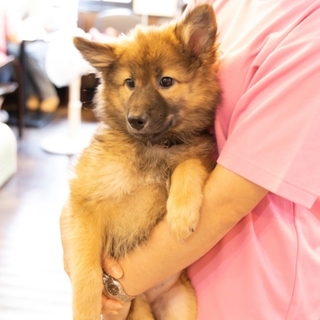 キラキラお目目の子犬ちゃん里親募集