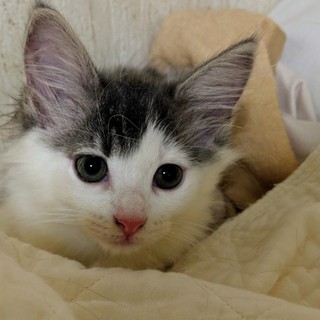 シャイな女の子です。