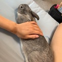 ミニうさぎ