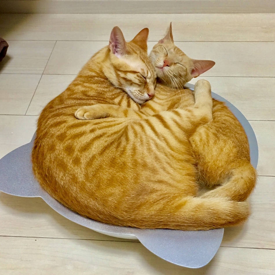 がんものカバー写真