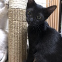 ★生後3ヶ月★ 黒猫 男の子 2匹います！