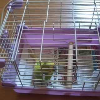 セキセイインコ里親募集