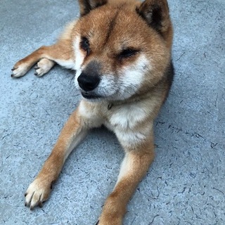 ※豆柴サイズの柴犬※里親決まりました