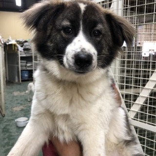 ありがとうございます