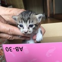 子猫4匹産まれました！