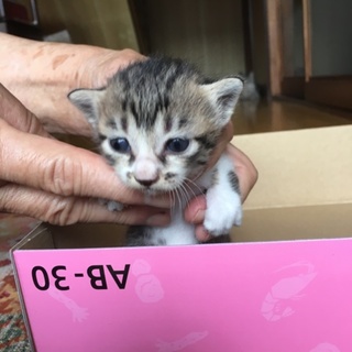 子猫4匹産まれました！