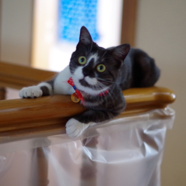 チヨママのカバー写真