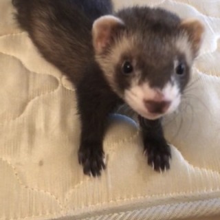 マーシャルフェレット 生後5ヶ月