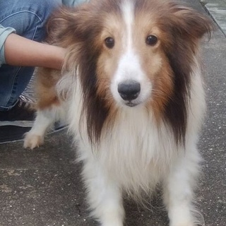 シェルティの女の子