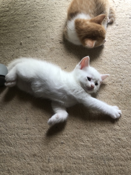 福島市】猫の里親募集」福島県 - 猫の里親募集(268407) :: ペットの