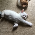 【福島市】猫の里親募集