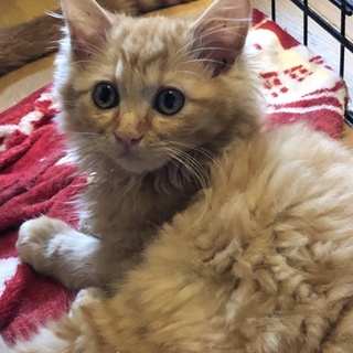可愛い中長毛の茶トラの子猫