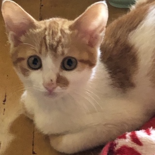 可愛い茶白の子猫