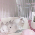 生後２ヶ月！離乳済みの仔ウサギ！