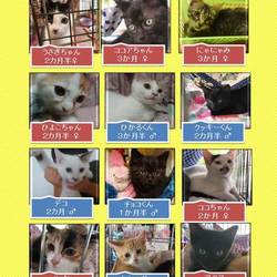 ２０１９年８月１８日の２５日保護猫譲渡会 サムネイル2