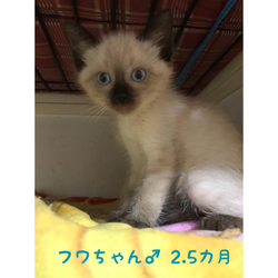 ２０１９年８月１８日の２５日保護猫譲渡会 サムネイル3