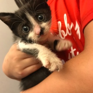 可愛い子猫★黒白★食いしん坊