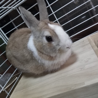 ウサギ好きの方　里親募集