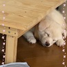 初めて我が家に来た時の様子。クタクタ〜