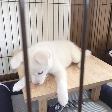 ちゃぶ台から滑り落ちー