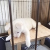 ちゃぶ台から滑り落ちー