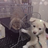 先輩ウサギと仲良くしたいんだけど、、、