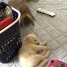 私が眠ってたら、ウサギ先輩が、、？先輩ったらツンデレさん♪