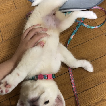 私の肉球とお腹にキュン死！やられちゃうのよー