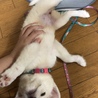 私の肉球とお腹にキュン死！やられちゃうのよー