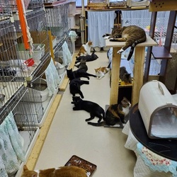 「残暑お見舞い申し上げます」サムネイル2