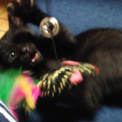 恐怖！ネズミのおもちゃ