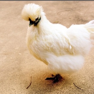 烏骨鶏のヒナの里親募集