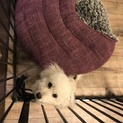 トイプードル 