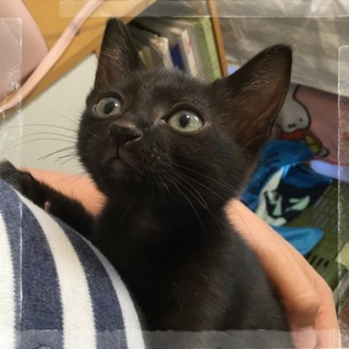 とってもゴロスリcuteな兄妹★黒猫ルルちゃん