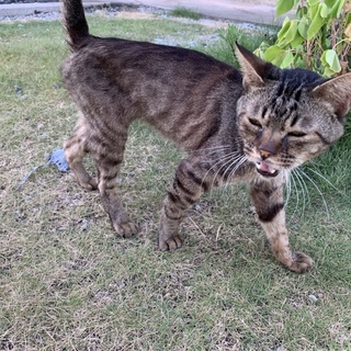 キジトラの男の子です^_^