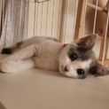 可愛い子猫の里親探しています！