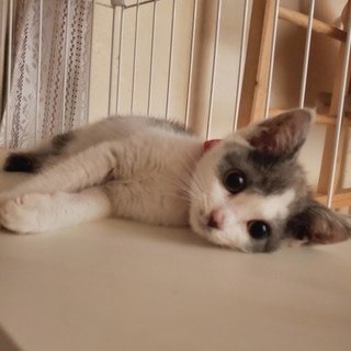 可愛い子猫の里親探しています！