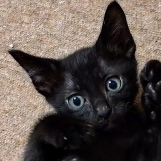 募集一時停止★ゴロスリcuteな黒猫ミック君