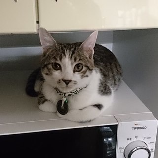 どうかお願いします