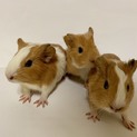 モルモット 離乳済  7月18日生まれ